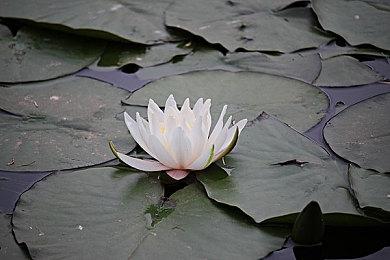 《寂静岭2：重制版》基本开发完毕 进入到后期打磨阶段